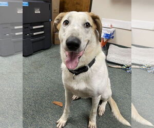 Fantasia - Female Mutt Dog for Adoption - Photo #3