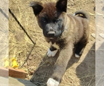 Puppy Charlie Akita