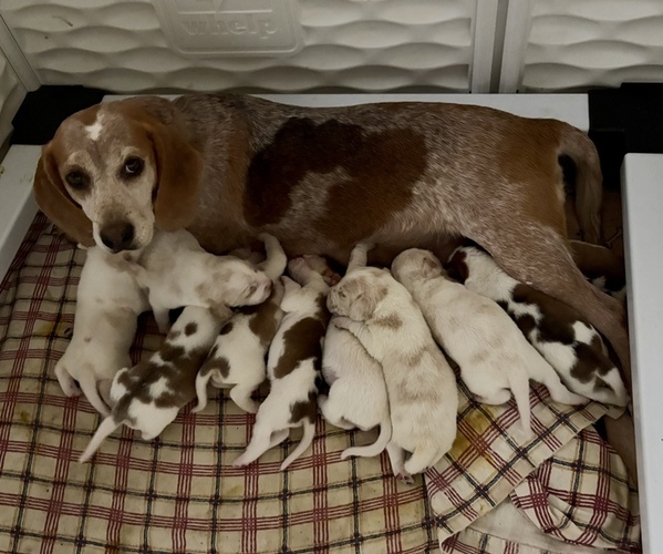 Medium Photo #1 Beagle Puppy For Sale in BROWNSVILLE, OR, USA