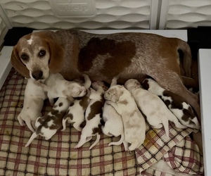 Beagle Litter for sale in BROWNSVILLE, OR, USA