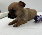 Small Photo #11 Chorkie Puppy For Sale in SAINT AUGUSTINE, FL, USA