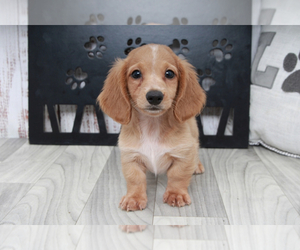 Dachshund Puppy for sale in MARIETTA, GA, USA