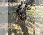 Small German Shepherd Dog
