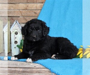 Australian Shepherd-Goldendoodle Mix Puppy for sale in HOLTWOOD, PA, USA