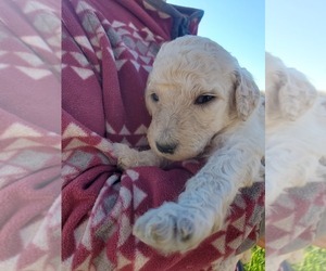 Poodle (Standard) Puppy for sale in PARMA, ID, USA
