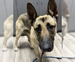 German Shepherd Dog Dogs for adoption in Redlands, CA, USA