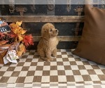 Sophie - Female Cavapoo (Miniature) Puppy for Sale - Photo #4