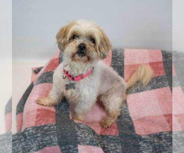 Medium Photo #3 Shih Tzu-Unknown Mix Puppy For Sale in Kennesaw, GA, USA