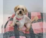 Small #2 Shih Tzu Mix