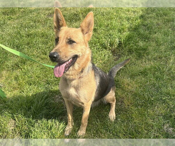 Medium Photo #1 German Shepherd Dog-Unknown Mix Puppy For Sale in McKinleyville, CA, USA
