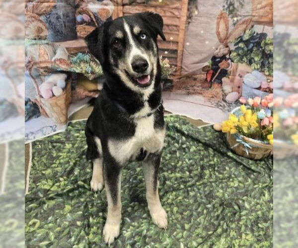 Medium Photo #9 Huskies -Unknown Mix Puppy For Sale in Fargo, ND, USA