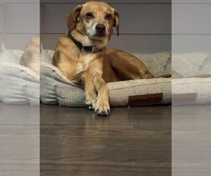 Mutt Dogs for adoption in Hinckley, IL, USA