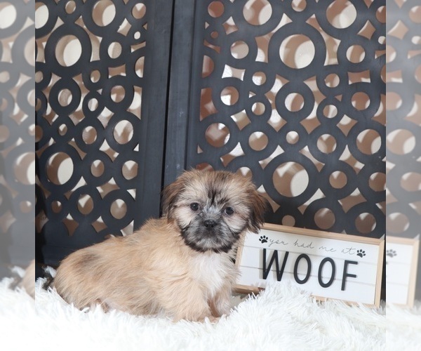 Medium Photo #4 Shih Tzu Puppy For Sale in MOUNT VERNON, OH, USA
