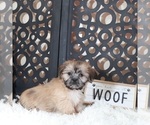 Small #3 Shih Tzu