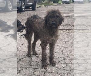 - Mix Dogs for adoption in Corpus Christi, TX, USA