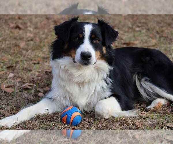 Medium Photo #1 Miniature American Shepherd Puppy For Sale in DAWSON, GA, USA