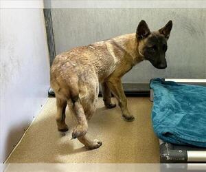 Mutt Dogs for adoption in Martinez, CA, USA