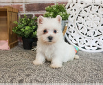 Small #3 West Highland White Terrier