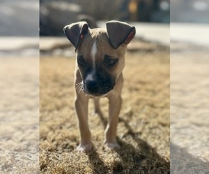 Acorn - Male Mutt Dog for Adoption - Photo #2
