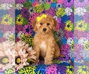 Goldendoodle (Miniature) Puppy for sale in KIRKWOOD, PA, USA