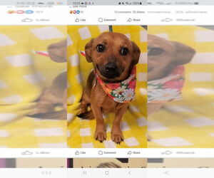 Dachshund-Unknown Mix Dogs for adoption in New York, NY, USA