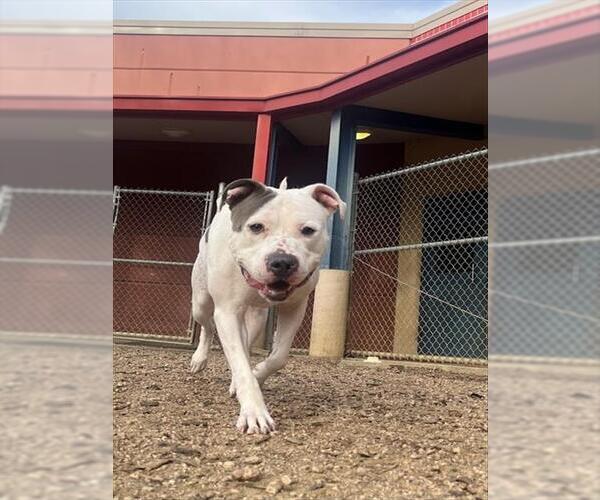 Medium Photo #3 Mutt Puppy For Sale in Plano, TX, USA