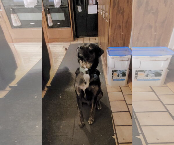 Medium Photo #4 Australian Shepherd-Unknown Mix Puppy For Sale in St. Louis Park, MN, USA
