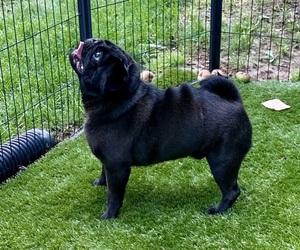 Father of the Pug puppies born on 08/09/2026