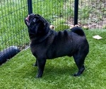Small Photo #1 Pug Puppy For Sale in CEDAR RAPIDS, IA, USA