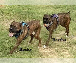 Bertha II - Female Boxer Dog for Adoption - Photo #2