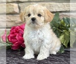 Image preview for Ad Listing. Nickname: ENZO
