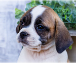 Small Photo #16 Puggle Puppy For Sale in WAKARUSA, IN, USA
