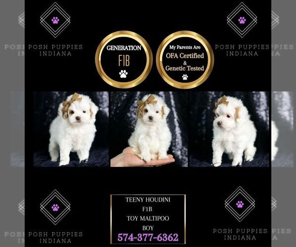 Medium Photo #7 Maltipoo (Miniature) Puppy For Sale in WARSAW, IN, USA