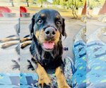 Small Photo #3 Rottweiler Puppy For Sale in Riverside, CA, USA