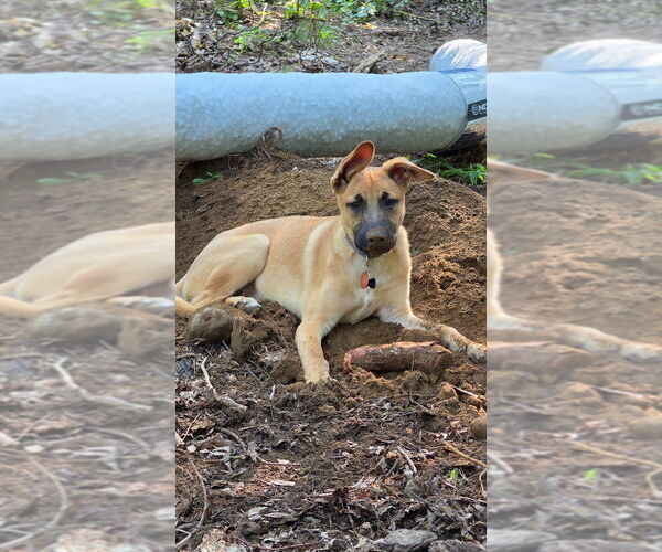 Medium Photo #19 Labrador Retriever-Unknown Mix Puppy For Sale in Brewster, NY, USA