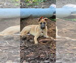 Small #18 Labrador Retriever Mix