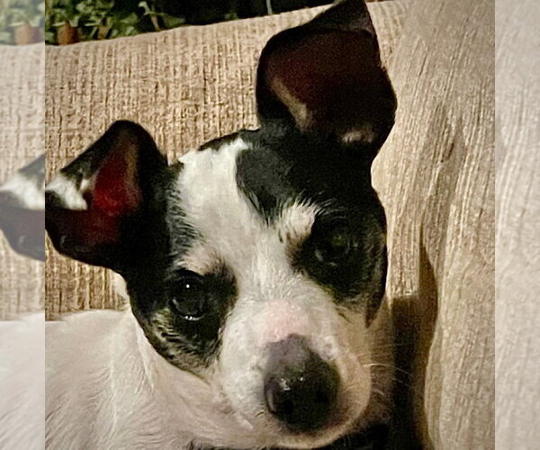 Medium Photo #3 Rat Terrier Puppy For Sale in Atlanta, GA, USA