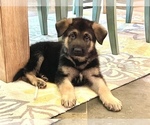 Small #7 German Shepherd Dog