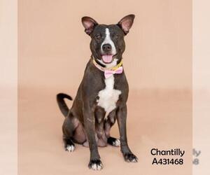 CHANTILLY - Female Mutt Dog for Adoption - Photo #2