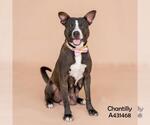 Small #1 Mutt