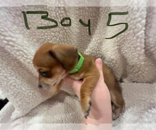 Medium Photo #4 Chiweenie Puppy For Sale in CANDLER, NC, USA
