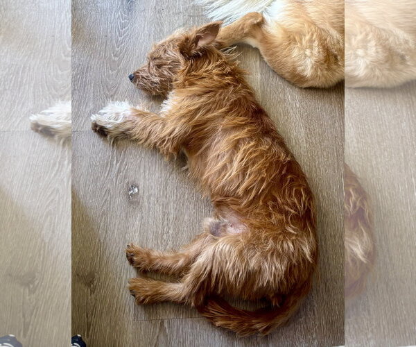 Medium Photo #4 Norfolk Terrier-Unknown Mix Puppy For Sale in Santa Clarita, CA, USA