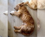Small #3 Norfolk Terrier Mix