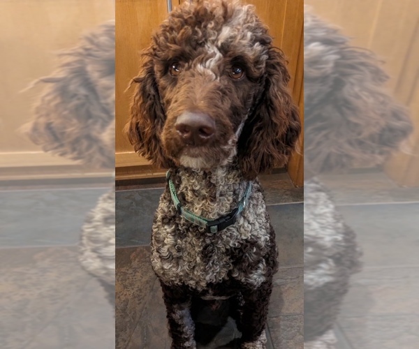 Medium Photo #1 Sheepadoodle Puppy For Sale in BUFFALO, MN, USA