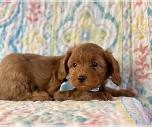 Cavapoo Puppy for sale in LANCASTER, PA, USA