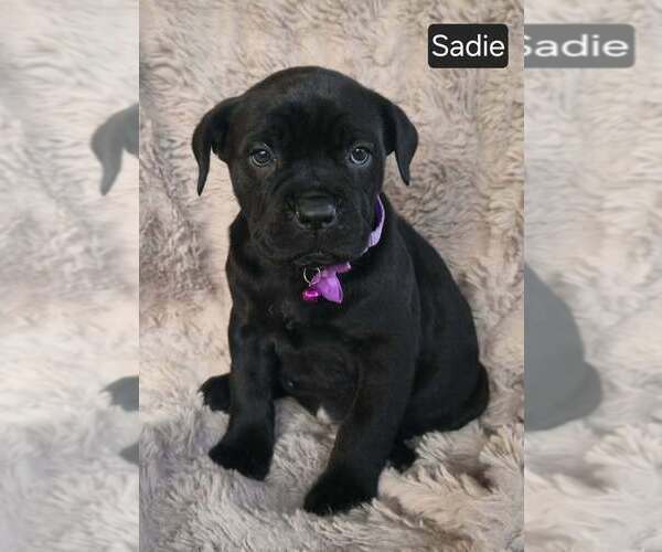 Medium Photo #2 Cane Corso Puppy For Sale in MINERAL WELLS, WV, USA