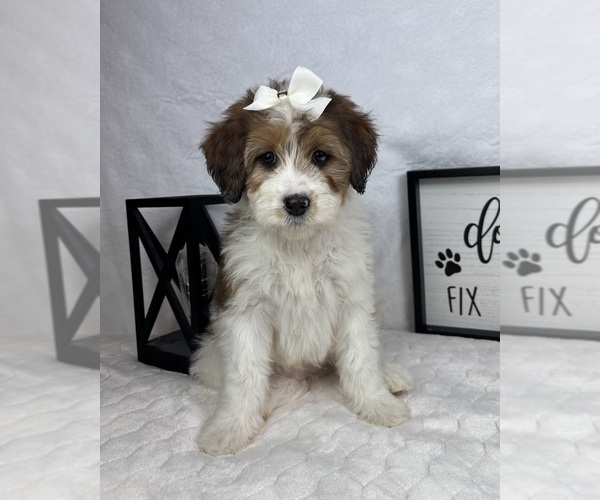 Medium Photo #1 Bernedoodle (Miniature) Puppy For Sale in GREENFIELD, IN, USA