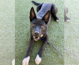 Labrador Retriever-Unknown Mix Dogs for adoption in Fayetteville, NC, USA