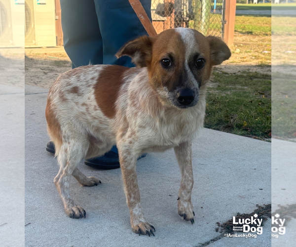 Medium Photo #2 Red Heeler-Unknown Mix Puppy For Sale in Washington, DC, USA