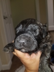 Bouvier Des Flandres Puppy for sale in HOUSTON, MO, USA
